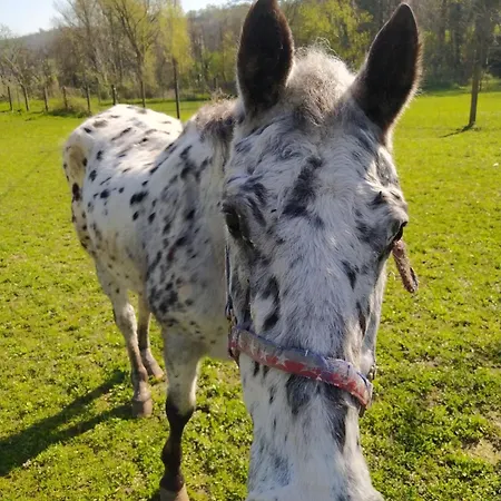 La Baia Dei Lupi ベッド・アンド・ブレックファスト Rezzano