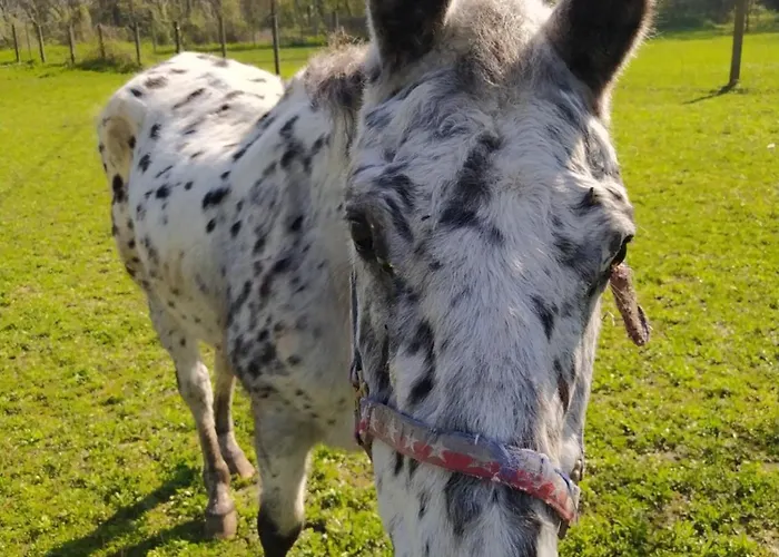 La Baia Dei Lupi Bed and breakfast Rezzano