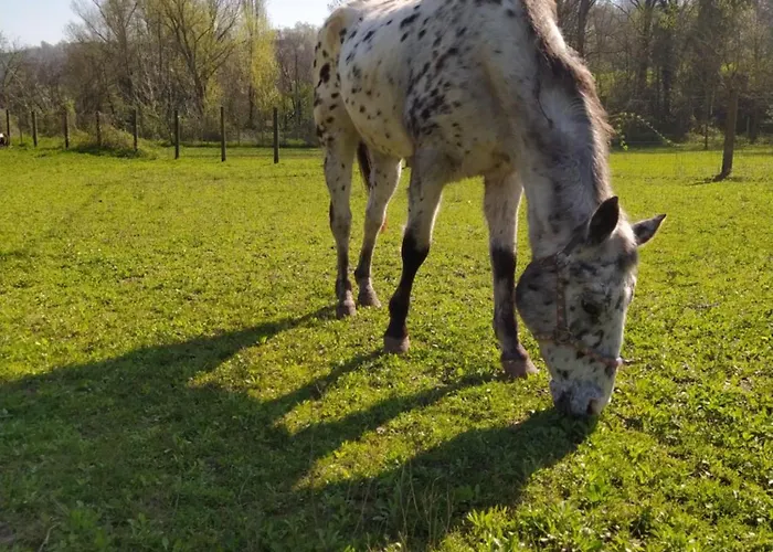La Baia Dei Lupi Rezzano