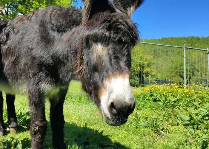Bed and breakfast La Baia Dei Lupi Rezzano